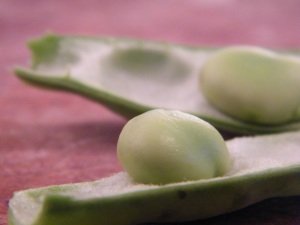 English bean in pod